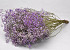 Gypsophila Lila 70cm (25 Tiges)