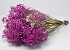 Gypsophila Pink 70cm (25 Branches)