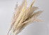 Pampas gras Mix Pluimen 10pcs