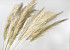 Pampas gras Mix Pluimen 10pcs