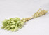 Lagurus Pastel Groen 60cm