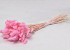 Bouquet Lagurus Rose Pastel 60cm