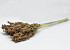 Sorghum 70cm Green