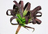 Foam Plant 25cm bruin-groen