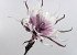 Blume Schaumstoff 80cm Weiss-Lila