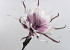 Fleur en mousse 80cm Blanc-Violet