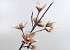 Foam Magnolia White/Mocca, D 18cm