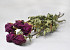 Pivoine Lila 60cm, 5 pièces par bouquet