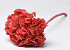 Hortensia prepariert Rouge Corail D16cm