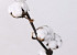 Cotton Balls on stem 65cm