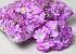 Hydrangea Head D14cm Lilac