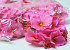 Tête d'Hortensia Rose Fuchsia D14cm 