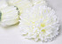 Chrysanthemum D19cm White