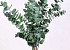 Eucalyptus Pulverulenta groen 60cm