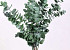 Eucalyptus Pulverulenta grün 60cm