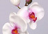 Orchidee Papillon 33cm Blanc-Rose