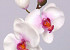 Phalaenopsis 33cm Wit/Roze