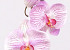 Orchidée Papillon 33cm Rose