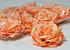 Rose D11cm Orange