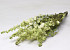 Bouquet Delphinium Blanc-Vert 65cm