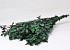 Eucalyptus Gunnii Green Mix 65cm