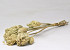 Ammi Majus 10pcs