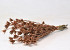 Nigella Orientalis Copper