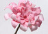 Blume Schaumstoff 24cm rosa