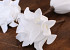 Foam flower 14cm white