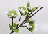 Foam Magnolia Wit/Groen, D 18cm