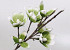 Magnolia en mousse Blanc/Vert, D 18cm