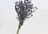 Chardon Eryngium 60cm