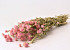 Gomphrena Pastel Pink 50cm