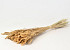 Panicle Grass 100gr. 60cm
