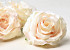 Rose Satin D11cm Blanche / Coeur de Corail