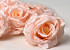 Rose Satin Peach D11cm