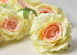 Roos Pastel Geel/Zalm D10cm