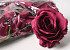 Rose D12cm Bordeaux