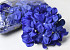 Tête d'Hortensia Bleu Royal D16cm