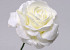 Rose en Mousse XL Blanc, D 13cm
