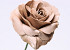 Schaumstoff Rose XL Mocca, D 13cm