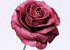 Rose en Mousse XL bordeaux