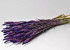 Tarwe Purple Flame 70cm