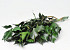 Feuille de Hedera Vert 60-70cm