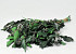 Ivy with Berries 150gr. 40cm