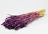 Bouquet Triticum Violet 70cm (blé)