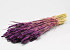 Triticum Lila Violett 70cm (Weizen)