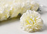 Carnation D9cm White/Yellow