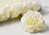 Dianthus D9cm Blanc/Jaune