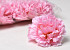 Carnation D9cm Pink